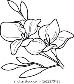 two flowers sketch  