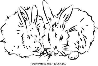 A two  fluffy rabbits on the white