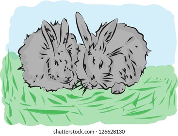A two  fluffy rabbits on the white