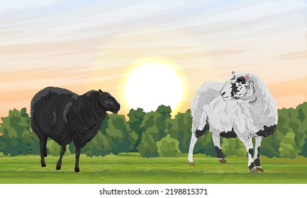 Two fluffy sheep on a green summer meadow. Farm animals. Sunset at the farm. Realistic vector landscape