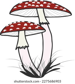 Two fly agaric in the grass. Forest poisonous mushrooms. Vector illustration.