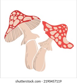 Two fly agaric mushrooms. Flat colorful illustration of red grebes on a light background. Flat drawing sketch. Vector illustration in a flat style.