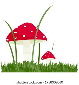 Two fly agaric plants in the grass on a white background