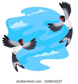 Two flying birds of a swallow look at each other