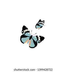 Two flying butterflies on a white background. Vector illustration of butterflies