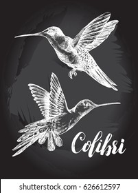 Two flying colibri birds. Hand drawn Vector illustration.