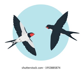 Two flying swallows in the sky. Swallow birds vector illustration.