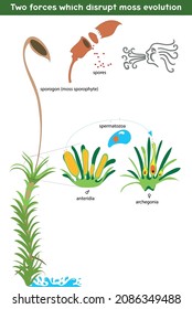 Two forces which disrupt moss evolution - Moss life cycle. Diagram of a life cycle of a Common haircap moss (Polytrichum commune)