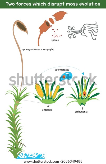 Two forces which disrupt moss evolution - Moss
life cycle. Diagram of a life cycle of a Common haircap moss
(Polytrichum commune)