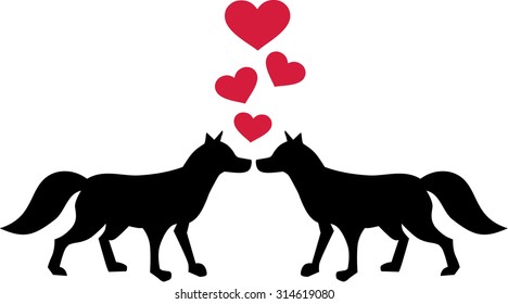 Two fox in love