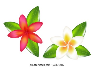 Two Fragipani With Leaves, Isolated On White