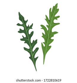 Two fresh arugula or garden rocket leaves. Natural greenery ingredient. Culinary herb. Flat vector illustration
