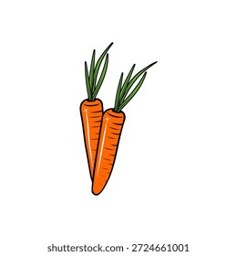 two fresh carrots vector illustration