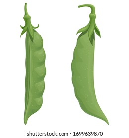 Two fresh green pea pods, isolated vector illustration on white background.