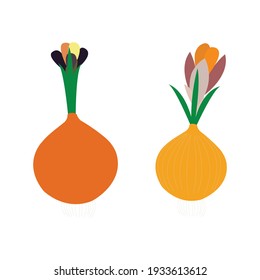 two fresh onions on clean white backdrop