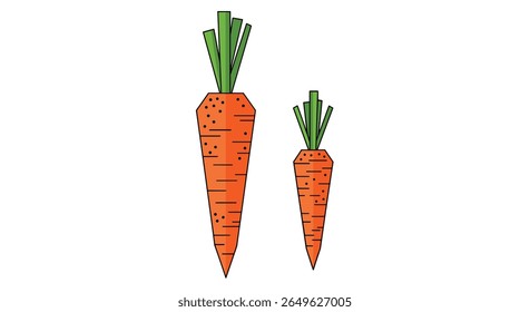 Two fresh orange carrots with green stems standing side by side on a white background showing different sizes