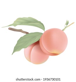 Two fresh peaches on branch with leaves