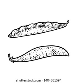 Two fresh peas pods - close and open. Vector black vintage engraved illustration for menu, poster, label. Isolated on white background