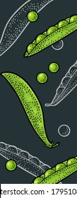Two fresh peas pods - close and open. Vector color and monochrome vintage engraving isolated on dark background. Hand drawn design element for vertical template menu, poster, flyer, banner.