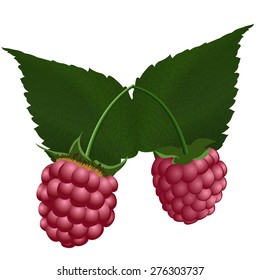 Two fresh raspberry. EPS 10 vector illustration with transparency.