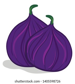 Two fresh, soft, pear-shaped fig fruits with purple skin and a short green peduncle are edible and have many one-seeded fruits, vector, color drawing or illustration. 