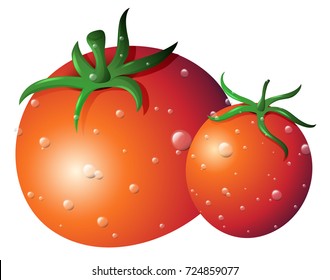 Zwei frische Tomaten auf isoliertem weißem Hintergrund, Vektorgrafik