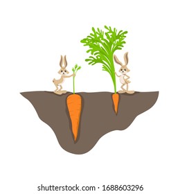 Two funny cartoon rabbit with small and big carrot on garden bed vector graphic illustration. Colored wild animal with harvest underground comparison different grow vegetable isolated on white