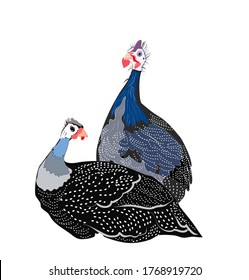 two funny guinea fowl birds.  Farm bird vector set graphic illustration