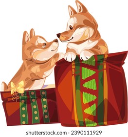 Two funny Pembroke Welsh corgi puppies play in Christmas gifts