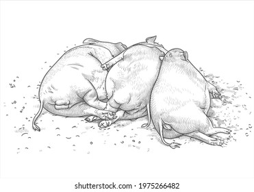 Two Funny Vietnamese Pigs And A Wild Boar Sleep Side By Side On The Ground. Vector Illustration In Hand Drawing Style. The Concept Of Free Love, Polygamy, Swinging And Drinking During A Bachelor Party