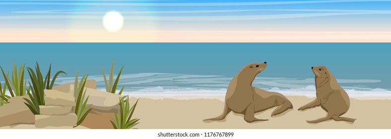 Two fur seals on the sandy coast of the sea or ocean with fragments of rocks and thickets of grass. Seascape. Vector landscape. Wild nature