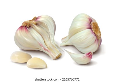 Two garlic. Isolated vector illustration