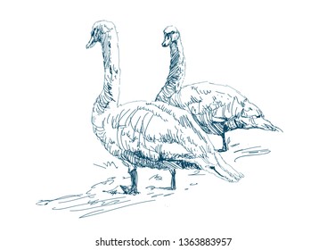 Two geese graze on a farm. Beautiful white swans. Domestic ducks.