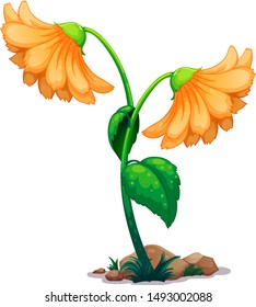 Two gerbera flowers on white background illustration