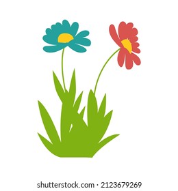 Two gerbera flowers. Vector illustration. Chamomiles.