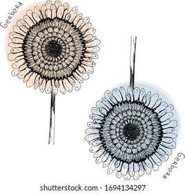 two gerberas in black and white with multicolored ovals. The inscription in Latin "Gerbera". vector. Any color