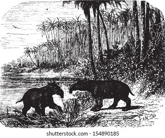 Two giant Anteaters in forest, vintage engraved illustration. Animaux Sauvages et Domestiques - For kids - 1892.