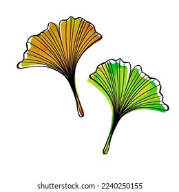 Two Ginkgo biloba leaves as design elements. Hand drawn Vector illustration. Green and yellow Nature background.