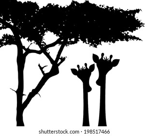 Two giraffe figure beneath a tree, black silhouette, vector art image illustration, isolated on white background.