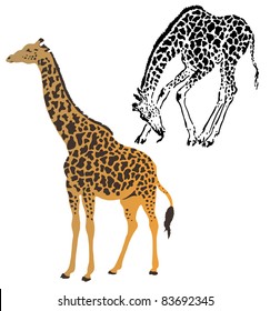 Two giraffes