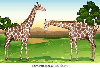 Two giraffes in the field illustration