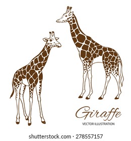 Two giraffes hand drawn vector illustration