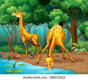 Two giraffes living in the forest illustration