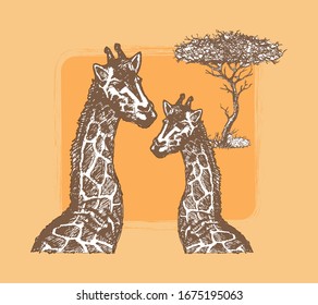Dos jirafas sobre el fondo de la sabana y un solitario árbol de acacia. Esbozo. Ilustración del vector