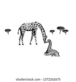 Two giraffes in savannah.  Vector illustration.