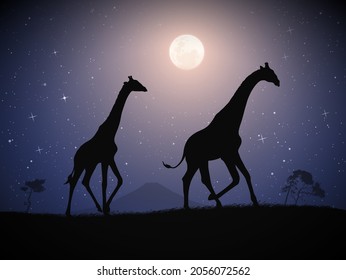 Two giraffes walk in savannah. Animal silhouette. Full moon at night