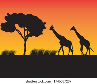 two giraffes walking next to the tree black giraffes yellow orange background illustration of two giraffes walking on the savanna