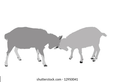 two goats face off illustration