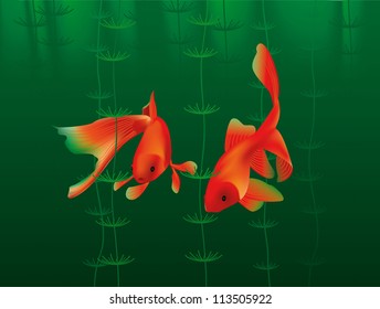 Two gold fish swimming in the dark green water. Vector illustration.