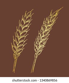 Two golden ripe ears of wheat. Sketched hand drawn vector illustration. Vintage design with natural and healthful food. Line art style.